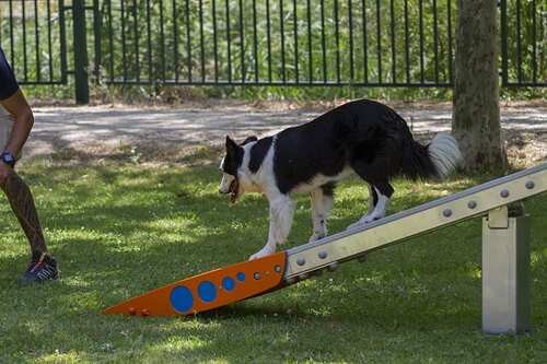 pasarela-canina-reglamento-agility-1